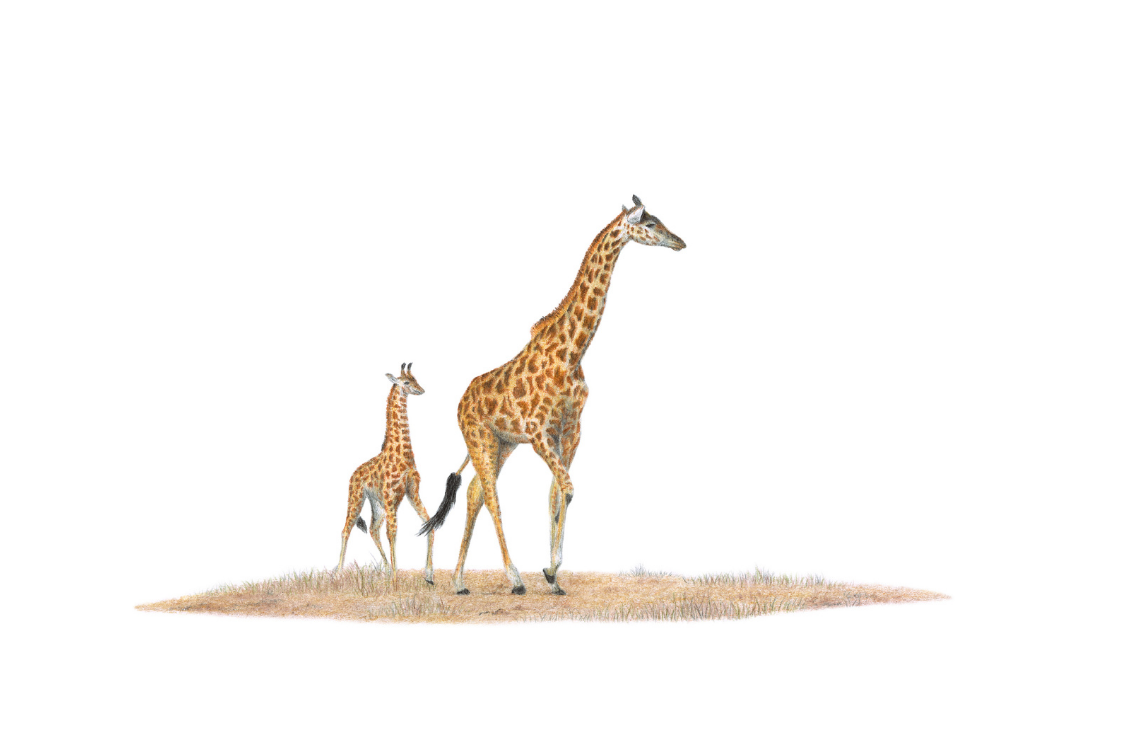 A pencil illustration of an adult giraffe and a young giraffe standing together on a small patch of dry grass against a plain white background.