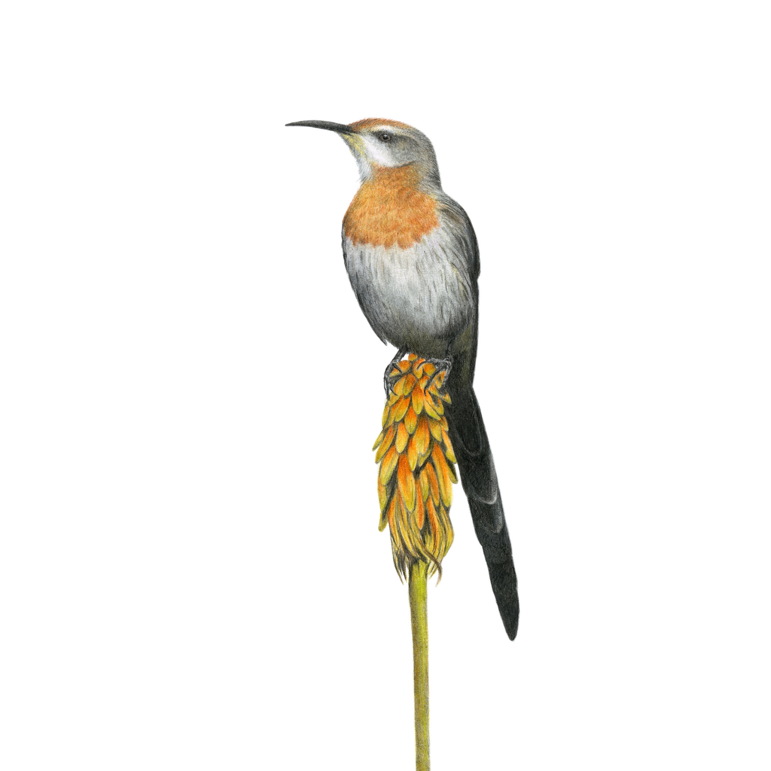 A detailed illustration of a Gurney's Sugarbird perched on a yellow-orange flower spike against a solid white background.