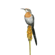 A detailed illustration of a Gurney's Sugarbird perched on a yellow-orange flower spike against a solid white background.