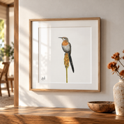 Framed Gurney’s Sugarbird art print featuring a detailed coloured pencil drawing of a Gurney’s Sugarbird perched on a flowering red-hot poker, displayed in a natural wood box frame with white mount board and subtle glass reflections in a warm, sunlit home interior.