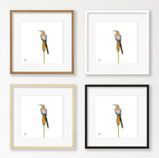 Four framed bird art prints arranged in a 2x2 grid on a white wall. Each print shows a Gurney's Sugarbird perched on a plant, with different frame styles: two natural wood frames, one white frame, and one black frame.