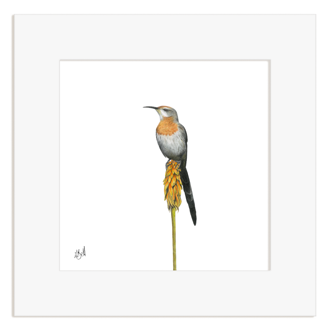 A framed bird art print featuring a Gurney's Sugarbird with orange-brown chest and tail standing on a yellow-orange seed head, centered within a wide white mat and square frame.