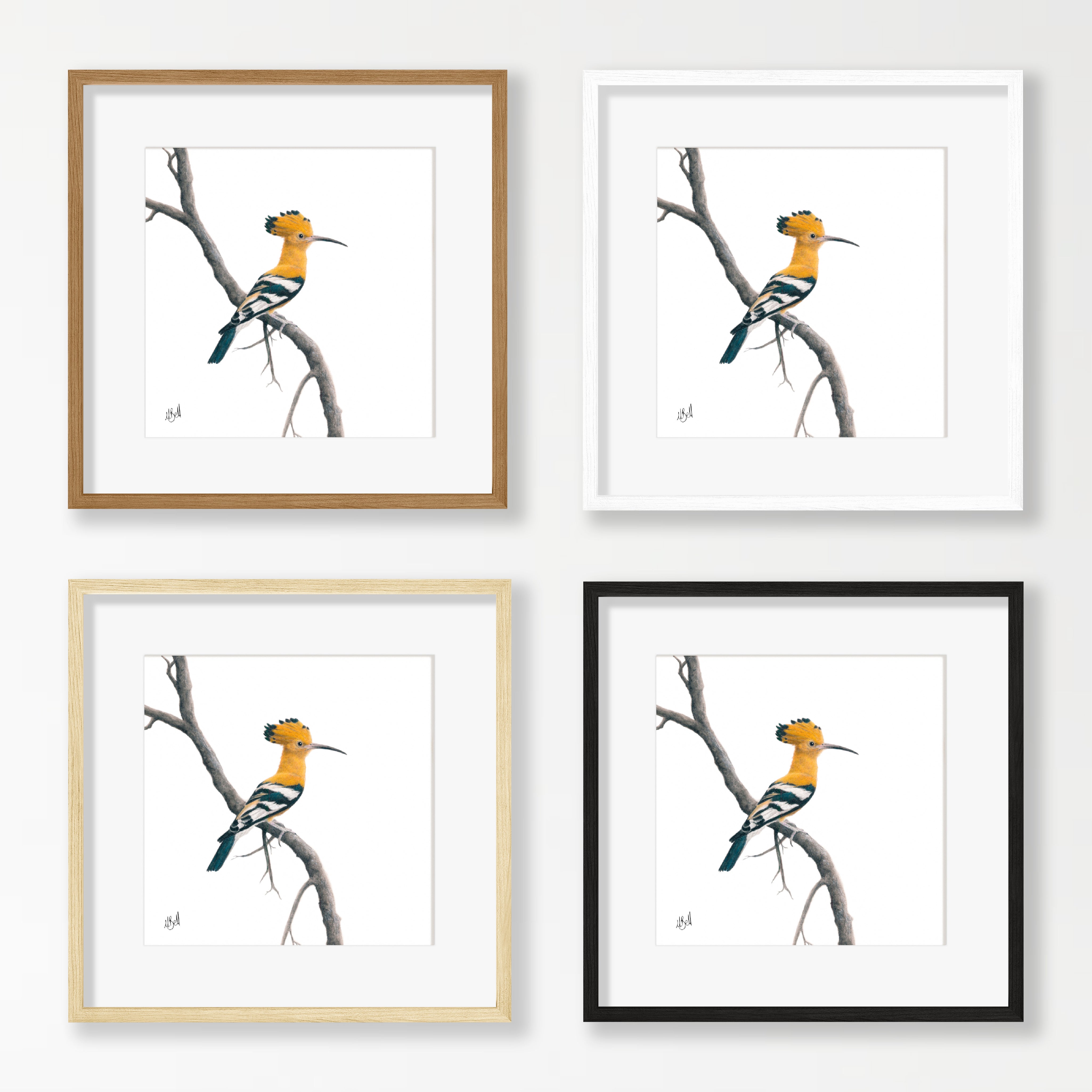 African Hoopoe - HP2