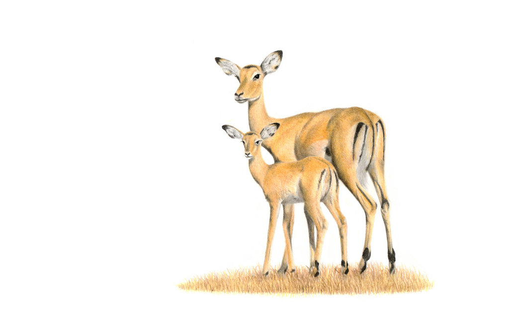 Mother and baby impalas pencil artwork