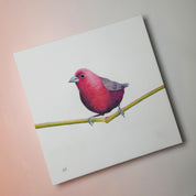 Jameson's Firefinch bird drawing