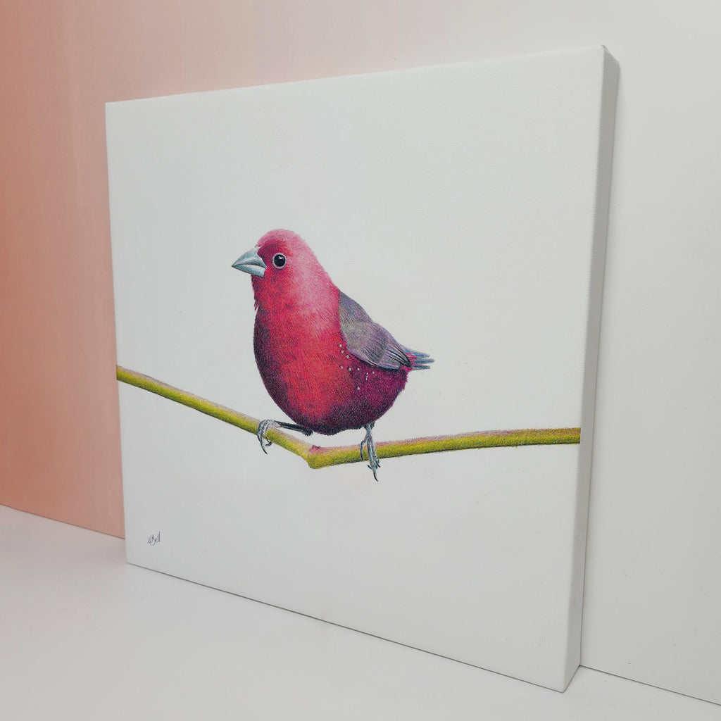 Jameson's Firefinch bird drawing