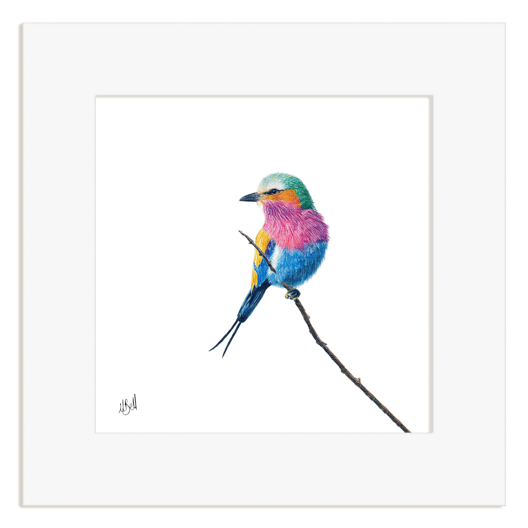Lilac Breasted Roller illustration on a white background