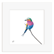 Lilac Breasted Roller illustration on a white background