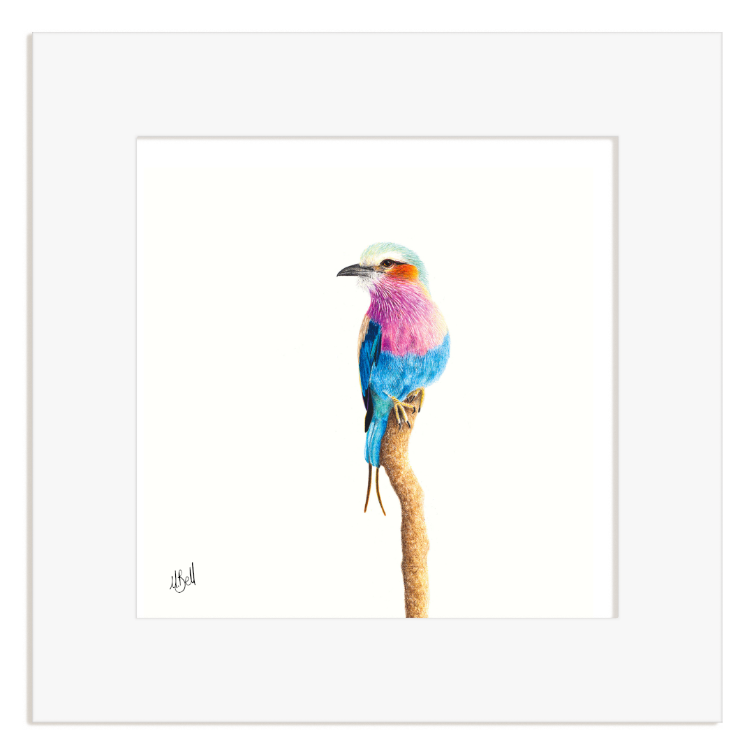Lilac Breasted Roller on a branch with a white frame