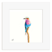 Lilac Breasted Roller on a branch with a white frame