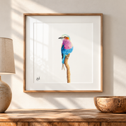 Framed print of a Lilac Breasted Roller