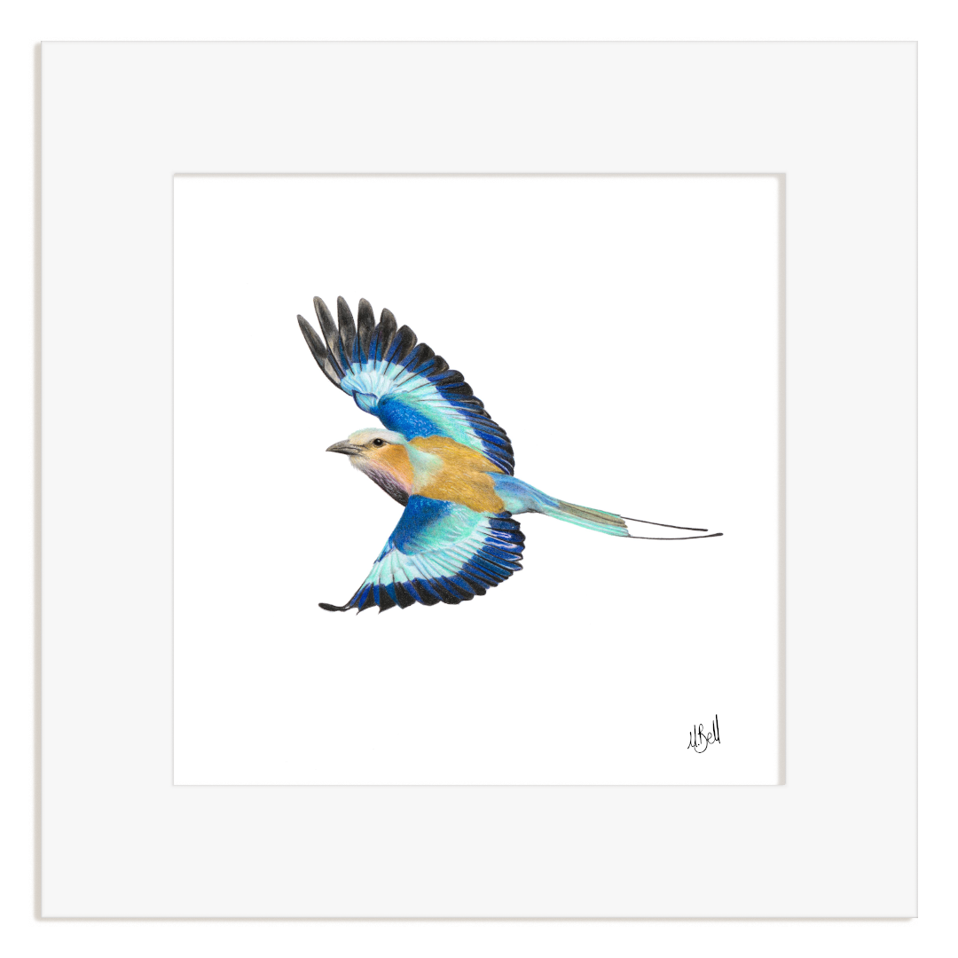 Mounted artwork of a Lilac Breasted Roller in flight on a white background