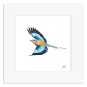 Mounted artwork of a Lilac Breasted Roller in flight on a white background