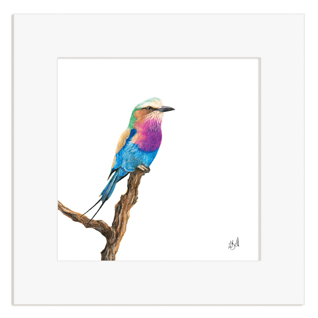 Colorful Lilac Breasted Roller drawing on a branch with a white frame