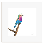 Colorful Lilac Breasted Roller drawing on a branch with a white frame