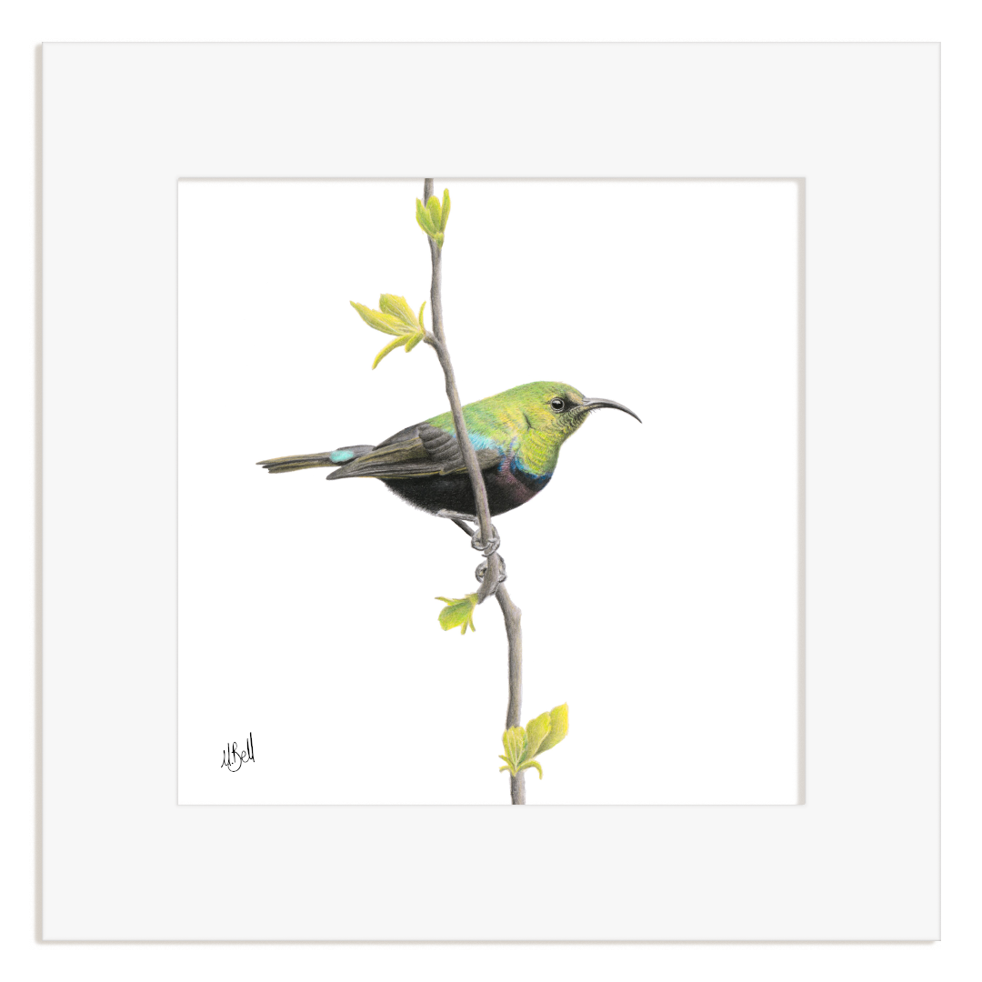 Marico Sunbird bird perched on a branch with leaves in a white frame