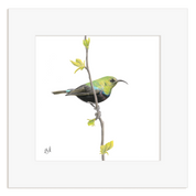 Marico Sunbird bird perched on a branch with leaves in a white frame