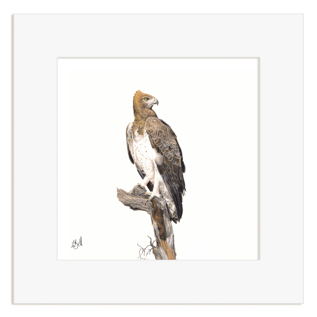 Framed artwork of a Martial Eagle perched on a branch with a white background