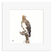 Framed artwork of a Martial Eagle perched on a branch with a white background