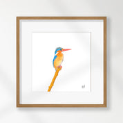 Malachite Kingfisher - MKF2