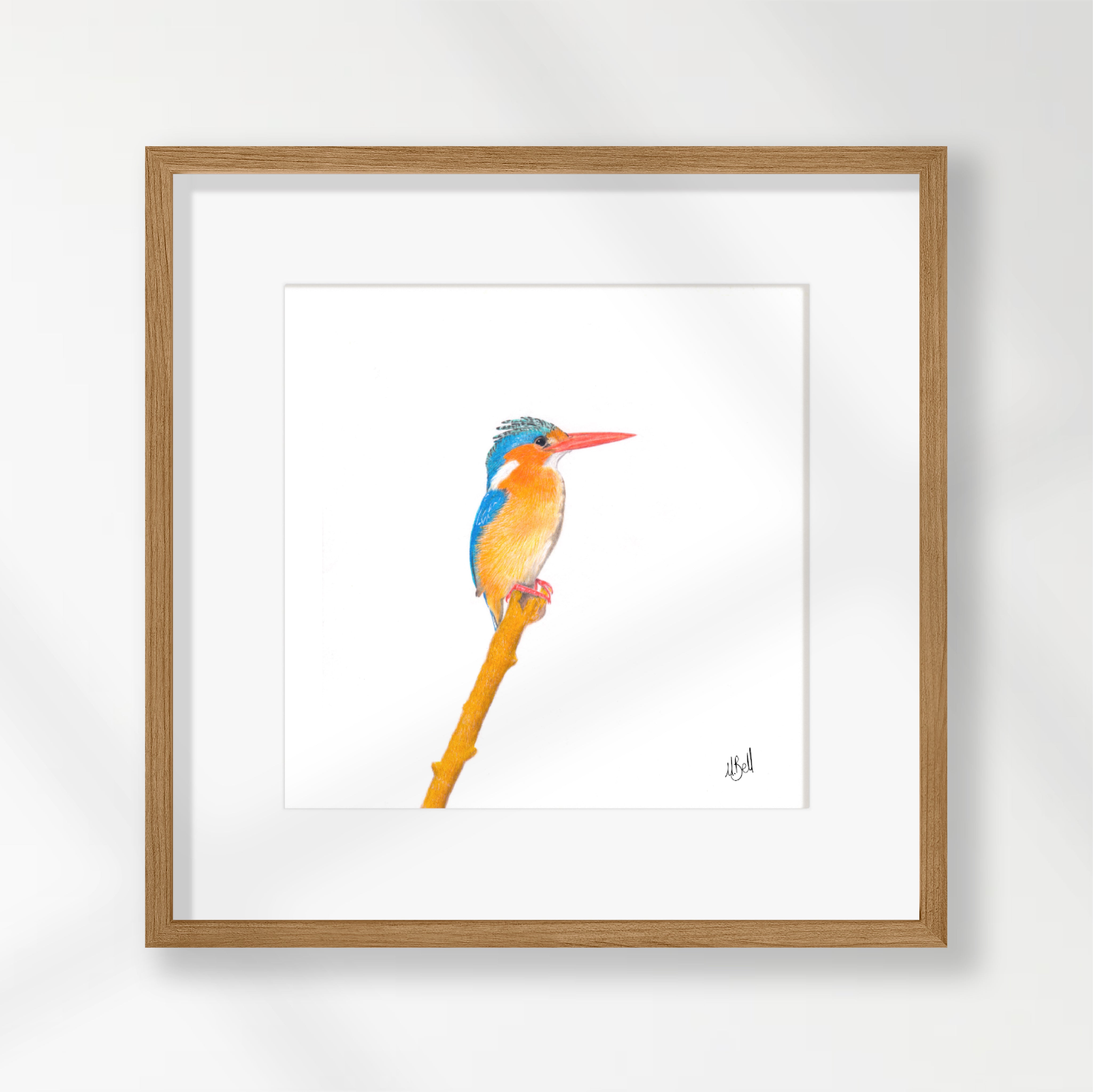 Malachite Kingfisher - MKF2