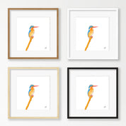 Malachite Kingfisher - MKF2