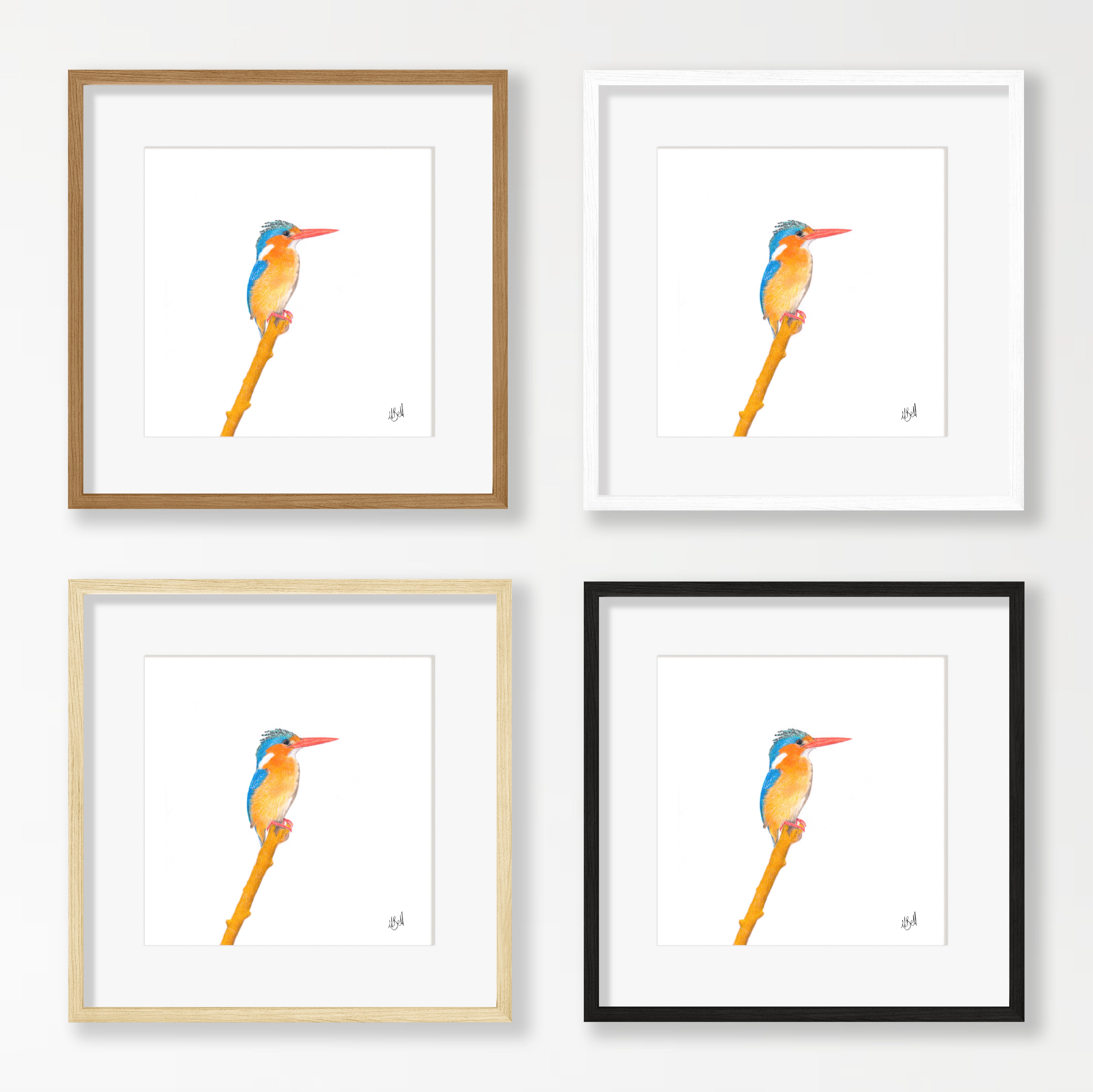 Malachite Kingfisher - MKF2