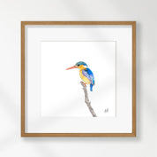 Malachite Kingfisher - MKF3