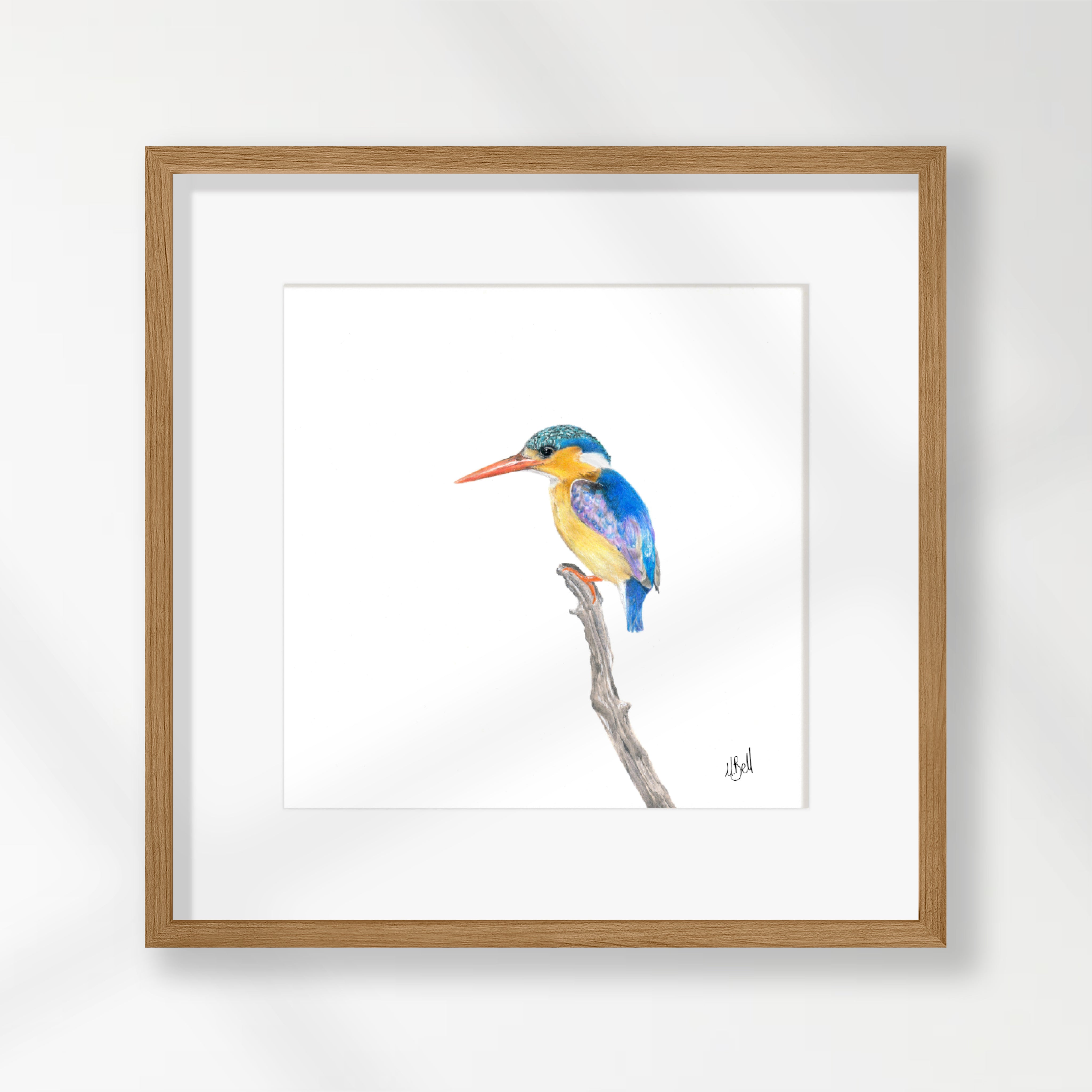 Malachite Kingfisher - MKF3