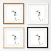 Malachite Kingfisher - MKF3