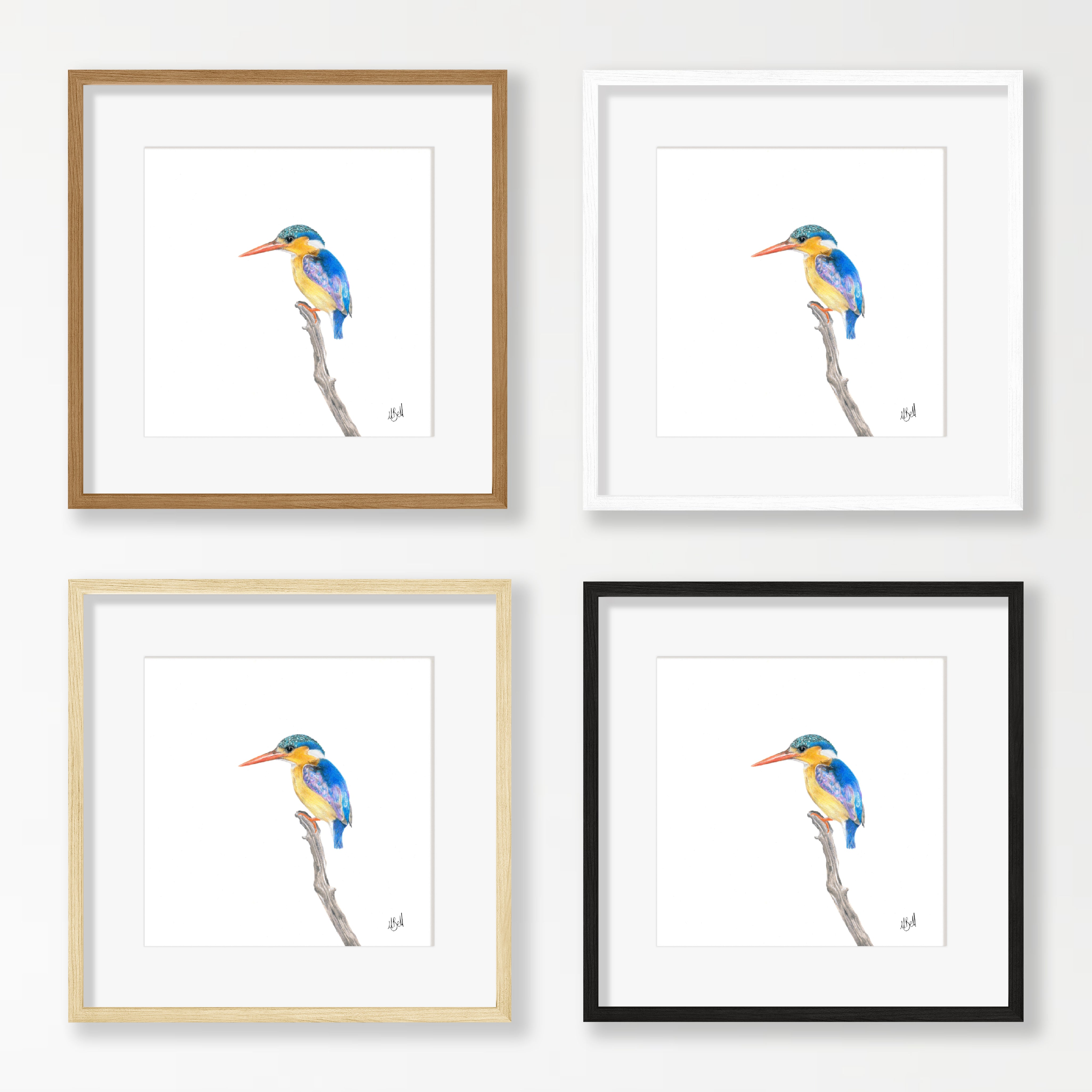 Malachite Kingfisher - MKF3