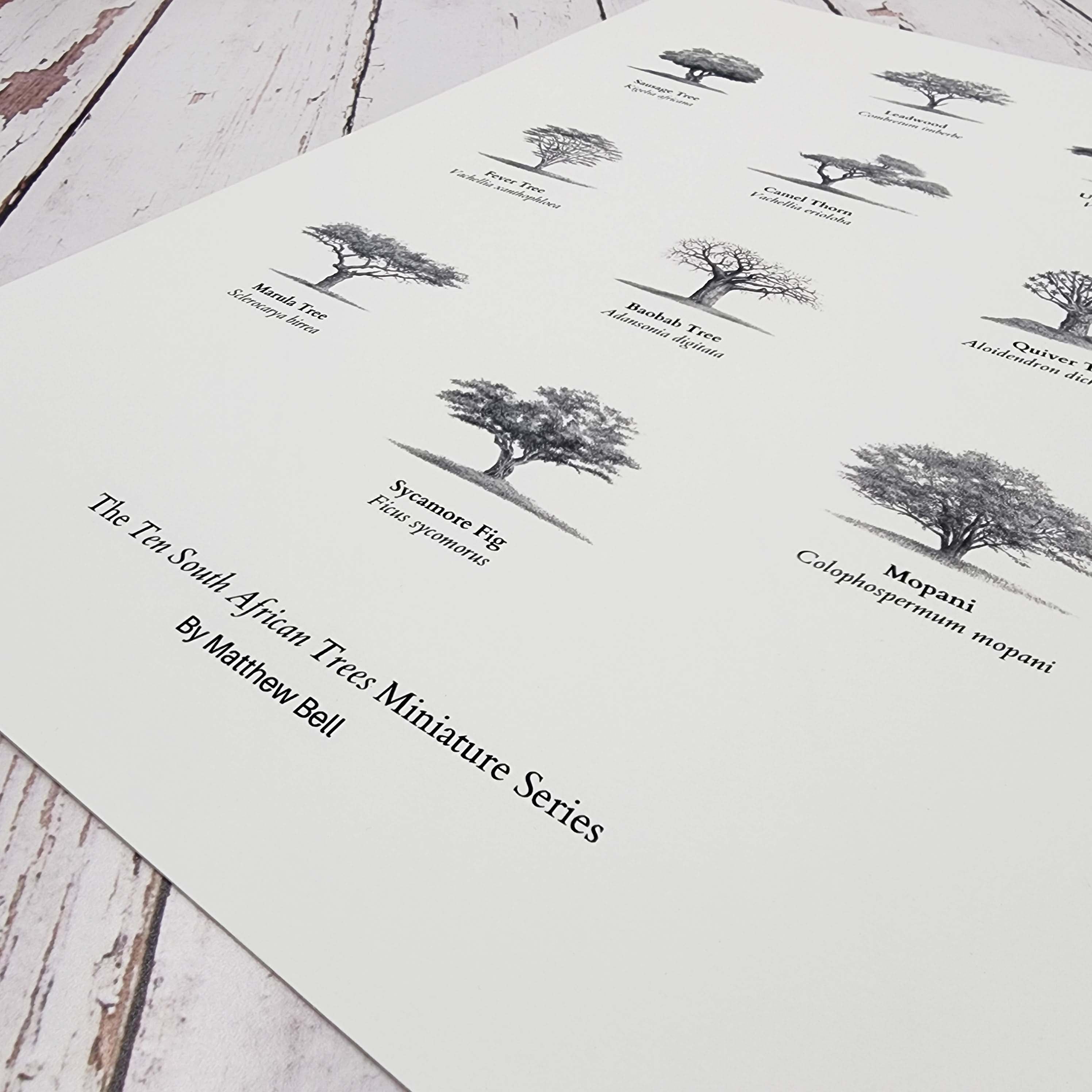 Trees of south Africa poster art print 