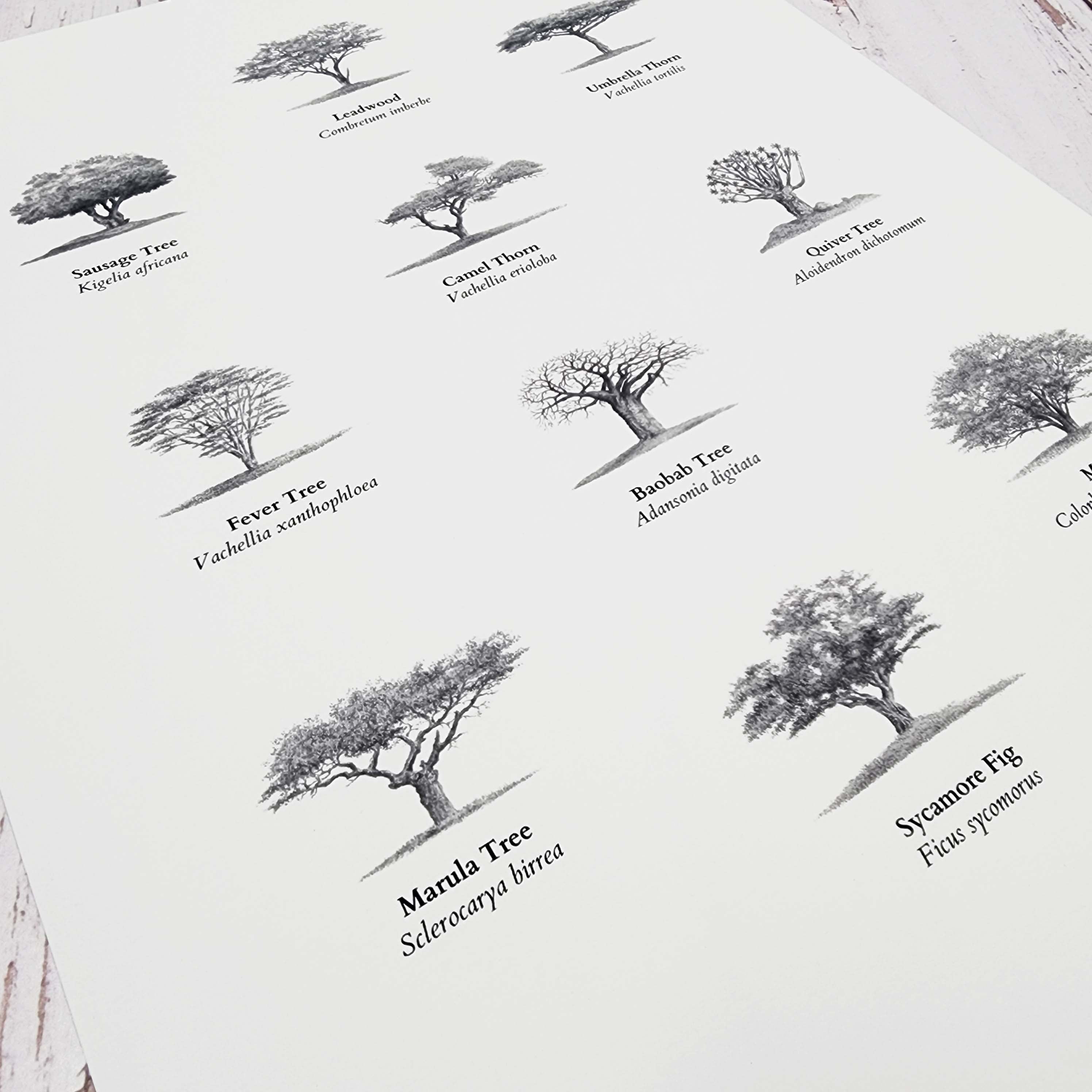 Trees of south Africa poster art print 