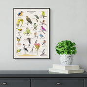 South African birds wildlife poster by artist Matthew Bell