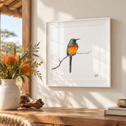 Framed picture of an Orange Breasted Sunbird with a white frame