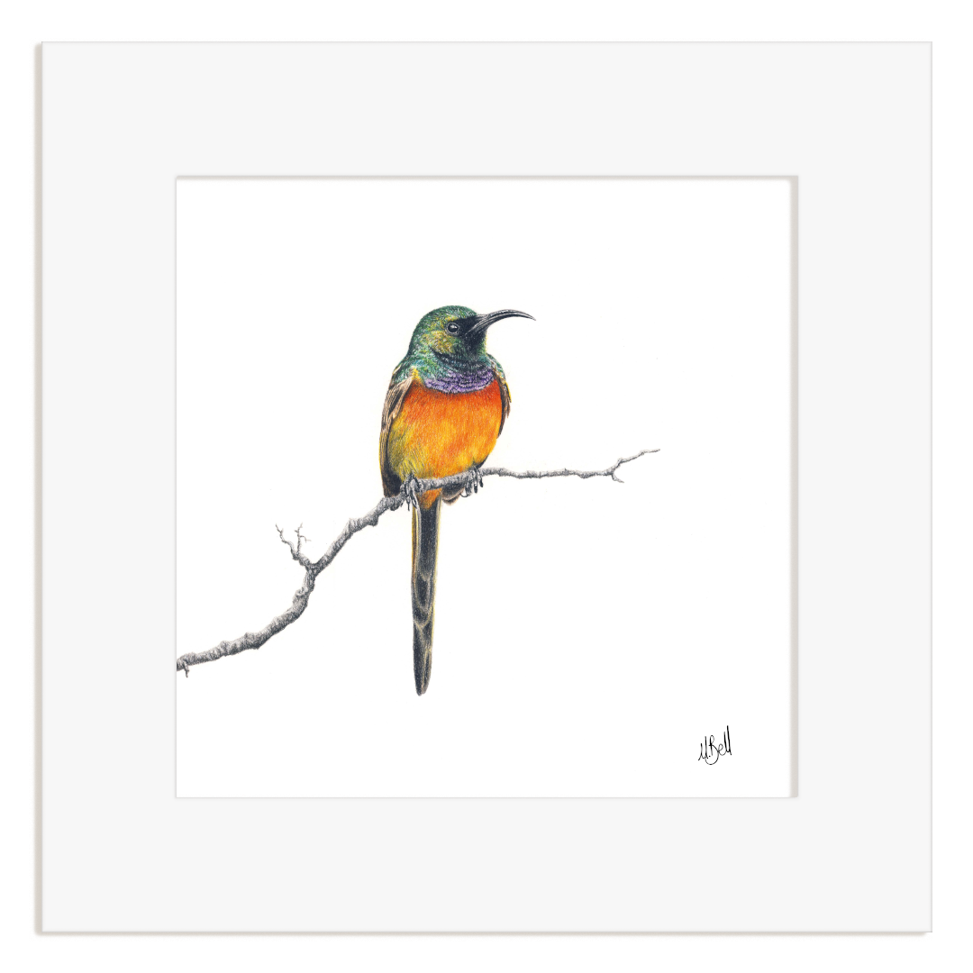 Orange Breasted Sunbird drawing on a white background