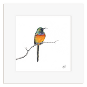 Orange Breasted Sunbird drawing on a white background