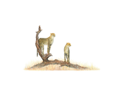 Matthew Bell's original cheetah artwork of two cheetahs in the Serengeti in Tanzania