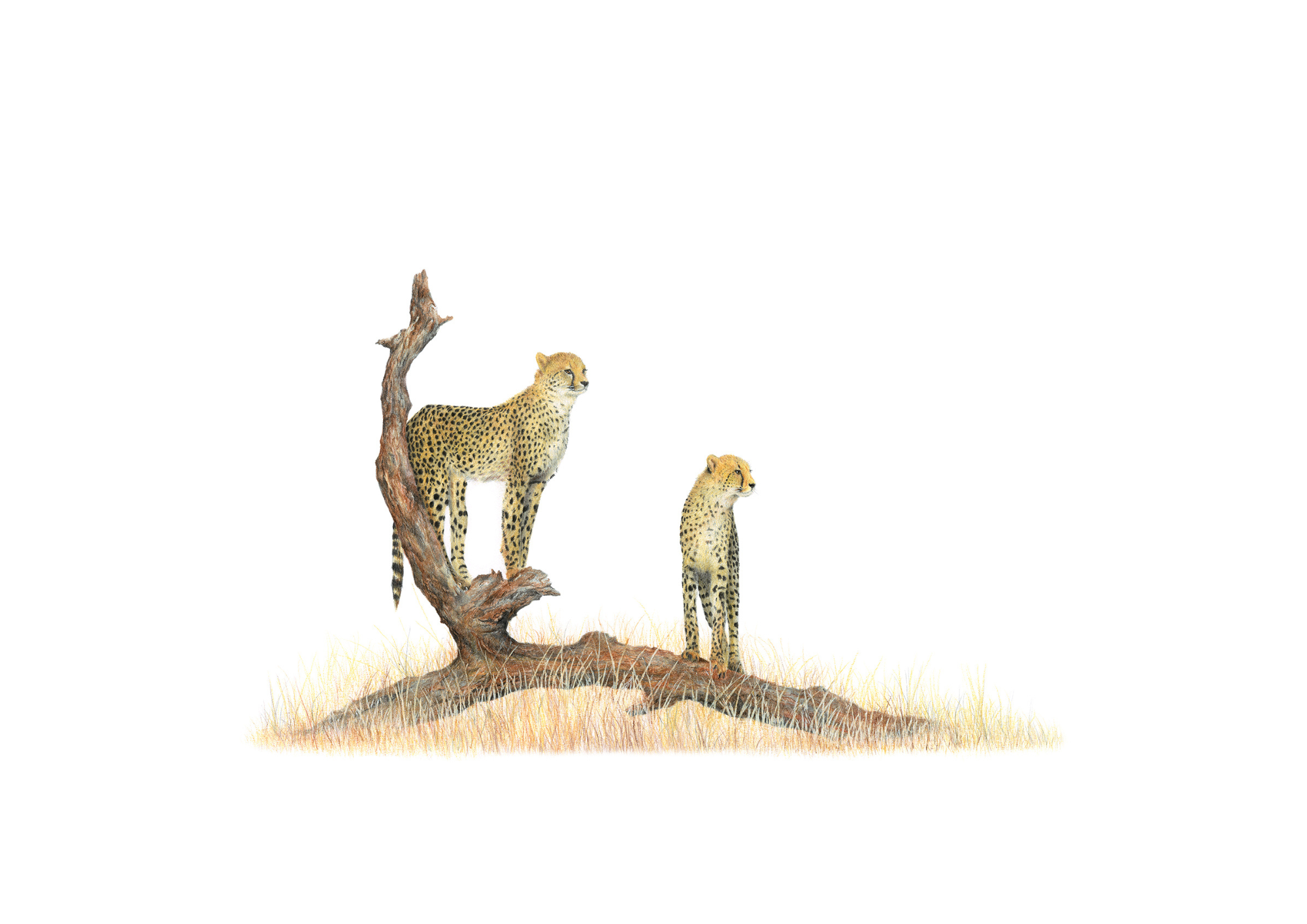 Matthew Bell's original cheetah artwork of two cheetahs in the Serengeti in Tanzania