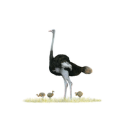 Pencil illustration by Matthew Bell of an Ostrich with three small chicks around it standing in grass with a white background