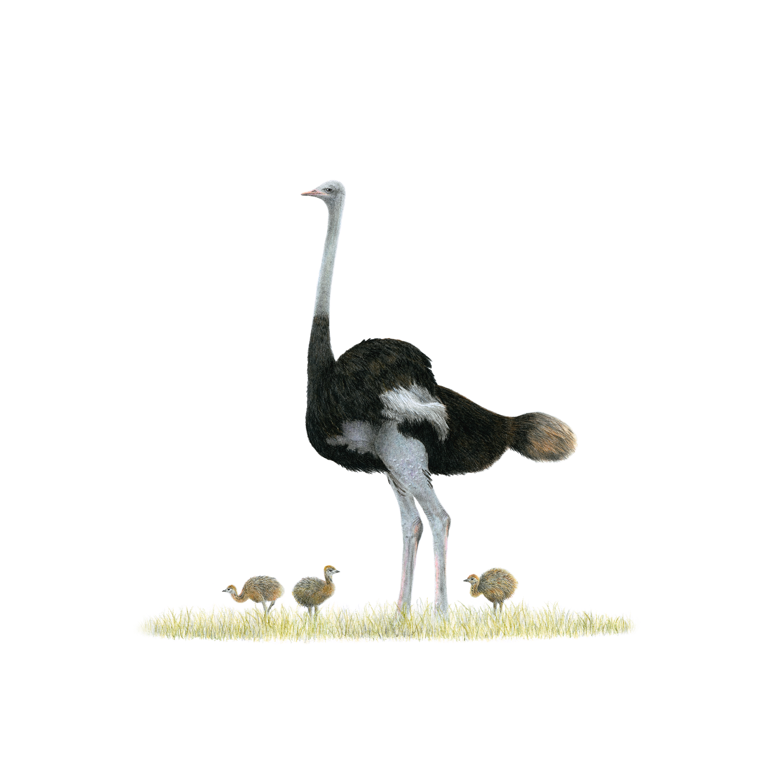 Pencil illustration by Matthew Bell of an Ostrich with three small chicks around it standing in grass with a white background