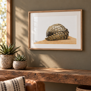 Pangolin framed artwork, drawn in pencil by South African wildlife artist Matthew Bell