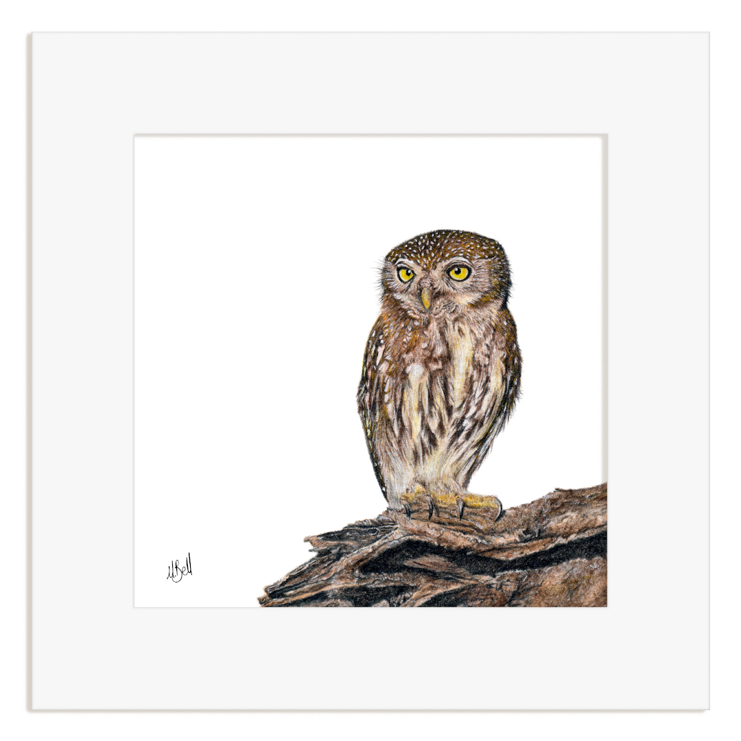Illustration of a Pearl Spotted Owlet perched on a branch with a white background