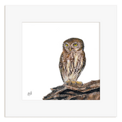 Illustration of a Pearl Spotted Owlet perched on a branch with a white background