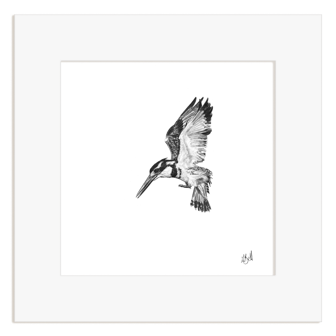 Black and white illustration of a Pied Kingfisher in flight within a white frame.