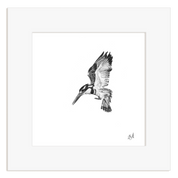 Black and white illustration of a Pied Kingfisher in flight within a white frame.
