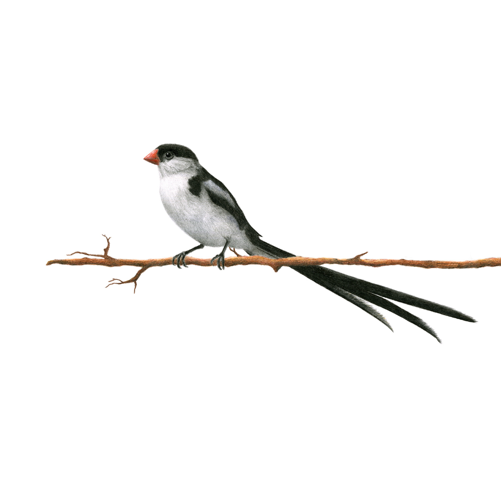 Pencil artwork of a South African bird - Pin Tailed Whydah