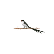 Pin Tailed Whydah original artwork by South African wildlife artist Matthew Bell