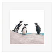 African Penguins - PNN1