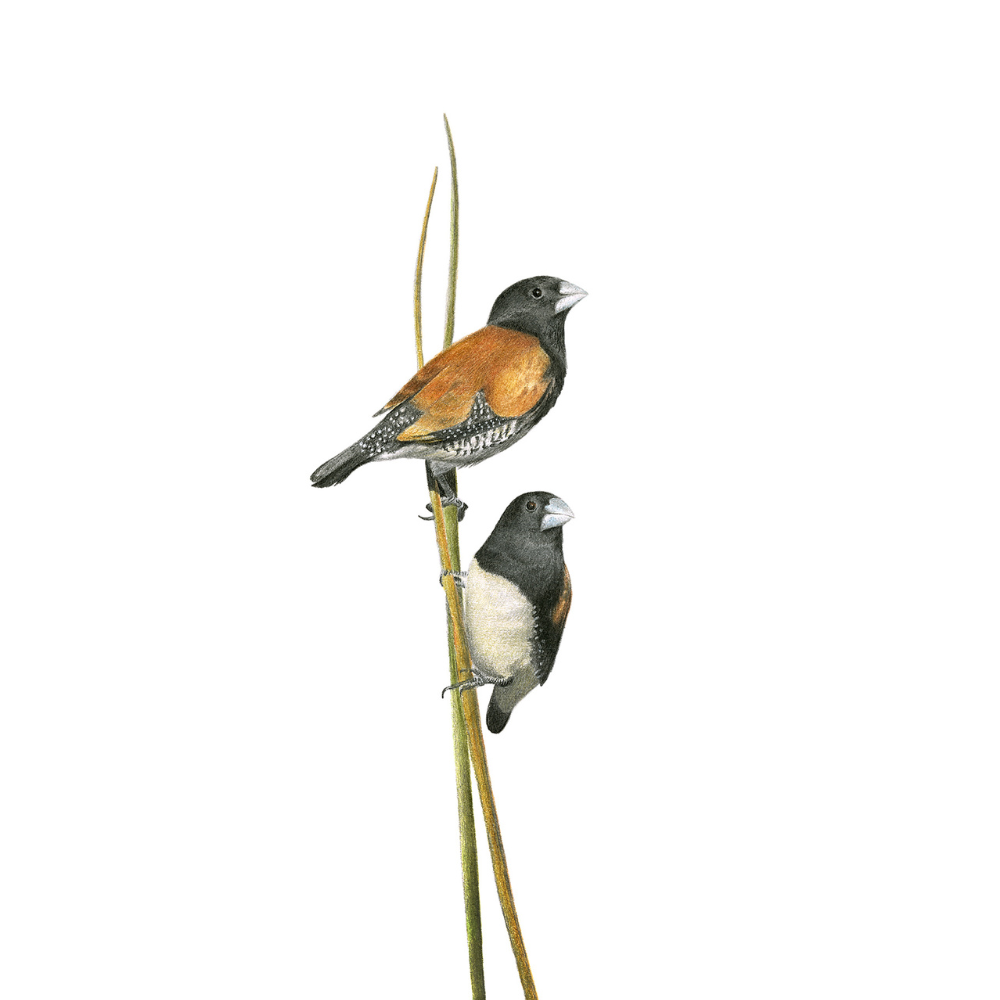 Bird drawing of a pair of Red Backed Mannikins sitting on grass, in South Africa